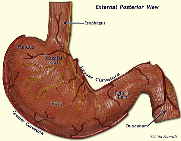 External stomach labeled