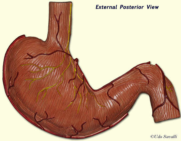 External stomach unlabeled