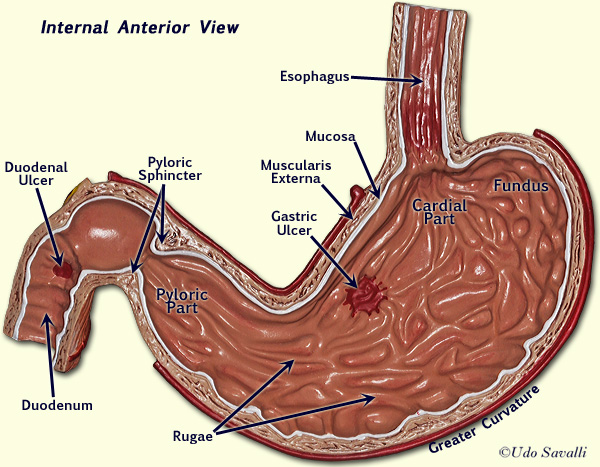 Internal stomach labeled