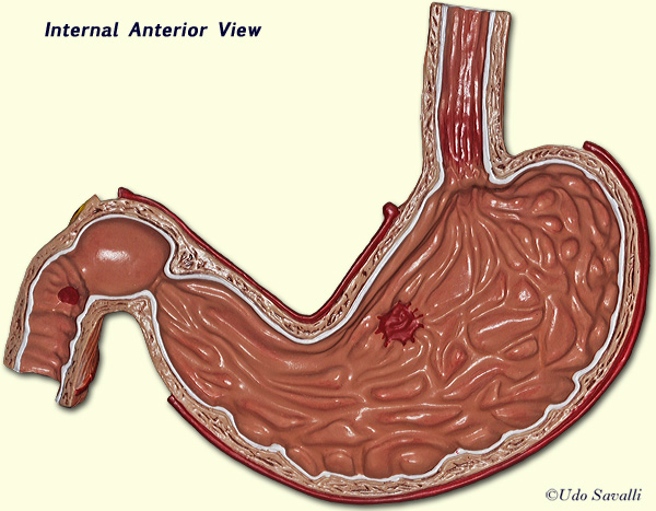 Internal stomach unlabeled