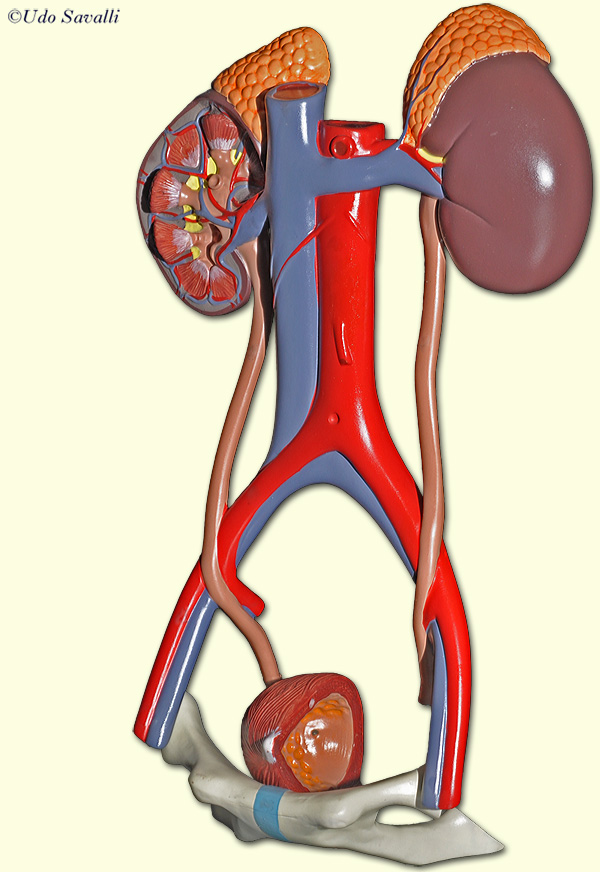Urinary system unlabeled