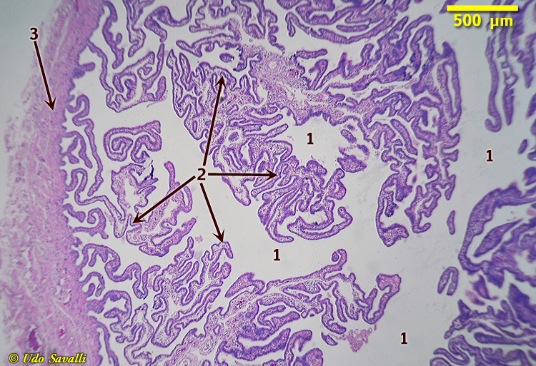 Uterine Tube Histology