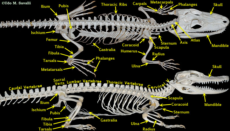 Alligator Skeleton labeled