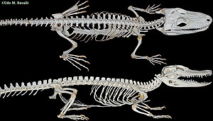 Alligator skeleton