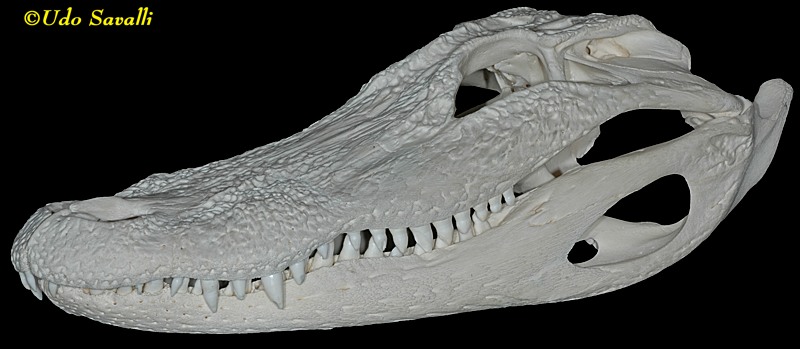 Gator skull