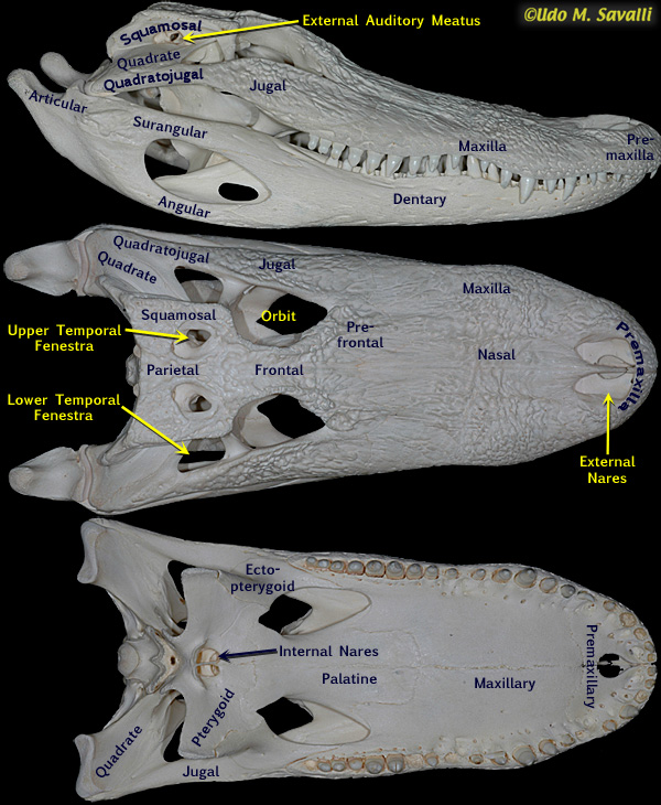 Alligator skull labeled