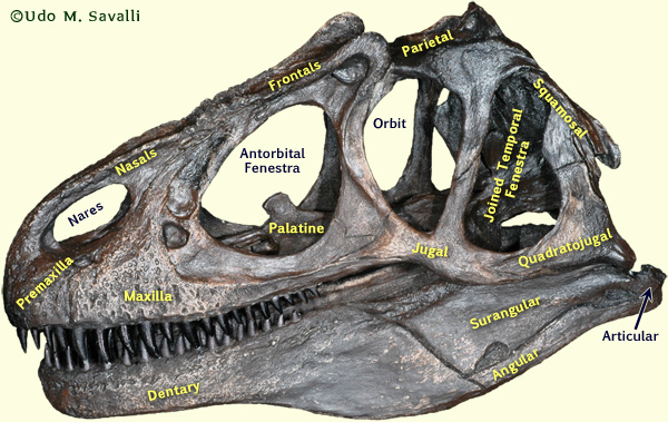 Allosaurus skull labeled
