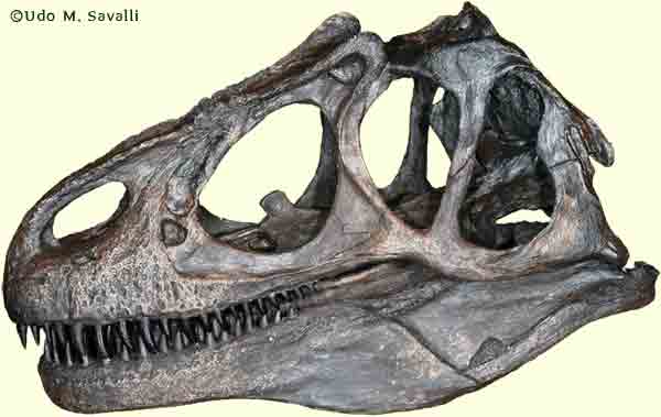 Allosaurus skull plain