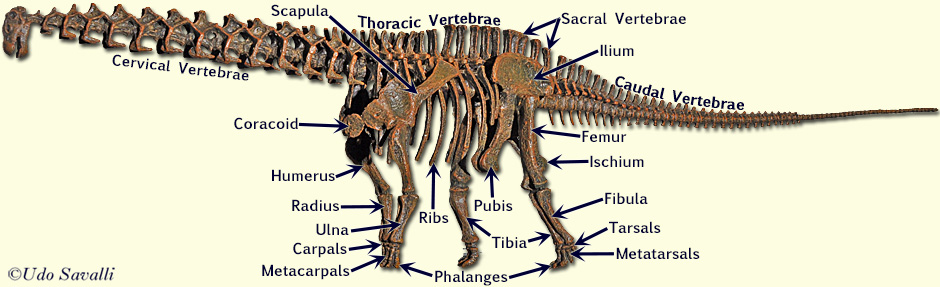 Apatosaurus Skeleton labeled