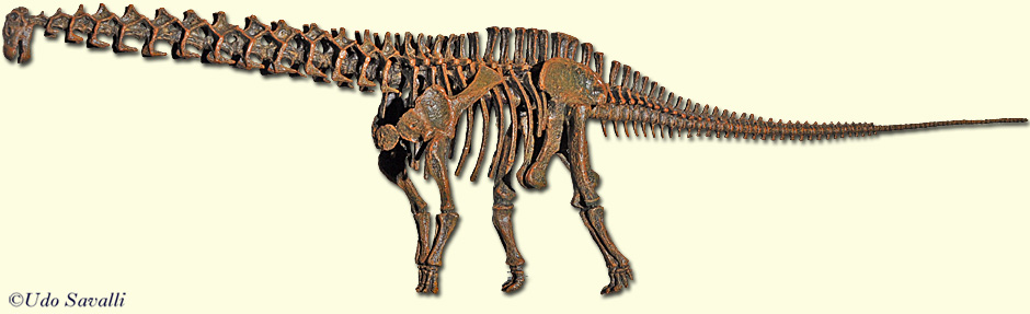Apatosaurus Skeleton plain