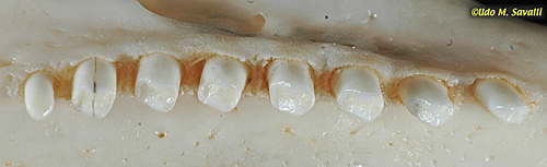 Armadillo Teeth