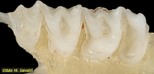 Bat Teeth