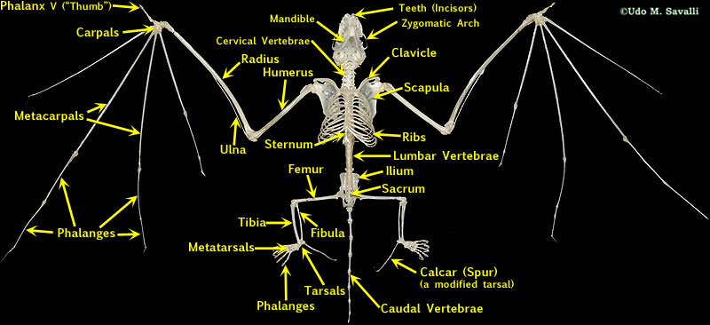 Bat Skeleton Labeled