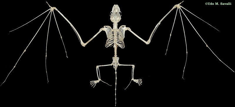 Bat Skeleton plain