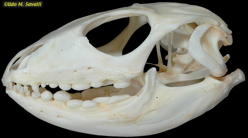 Northern Caiman Lizard skull label