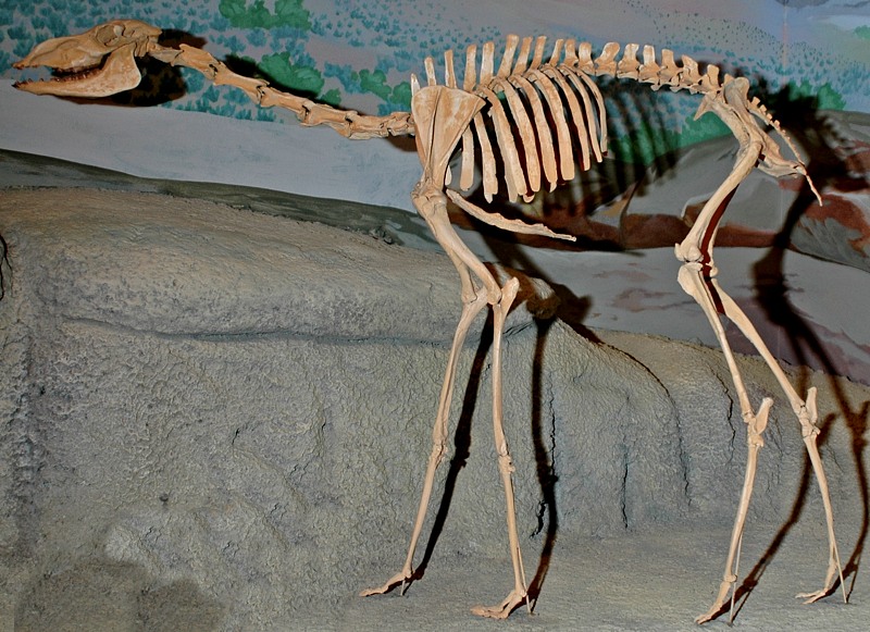 Camel Skeleton plain