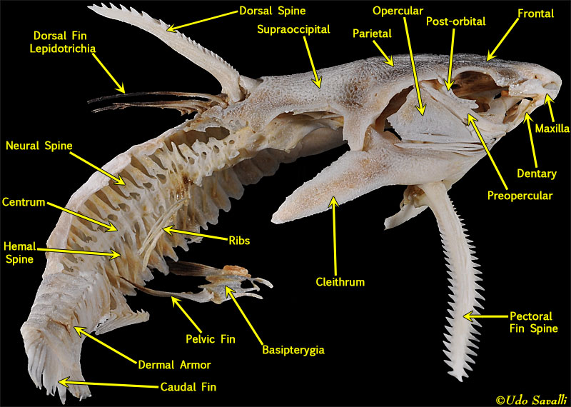 Catfish skeleton