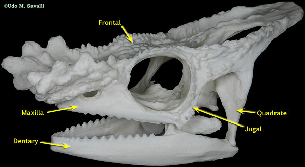 komodo dragon skull diagram
