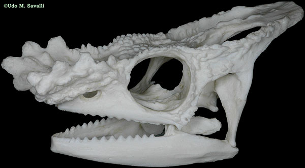 Parson Chameleon skull labeled