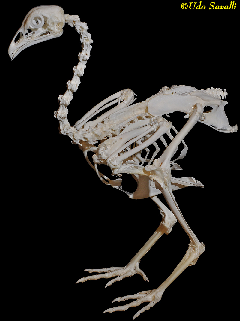 Chicken Skeleton plain