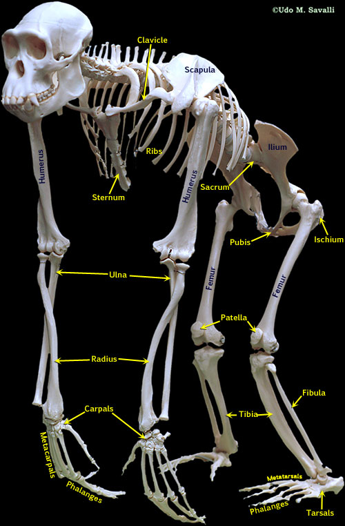 Chimp Skeleton plain