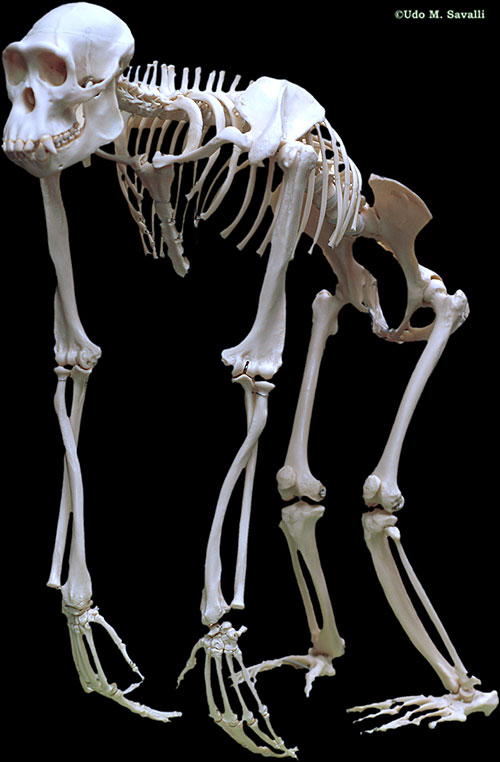 Chimp Skeleton plain