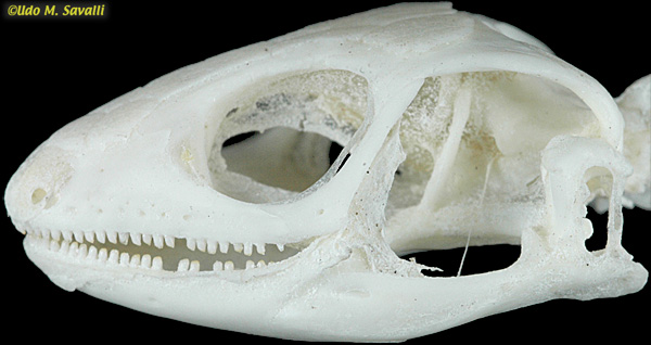 Chinese Skink skull labeled