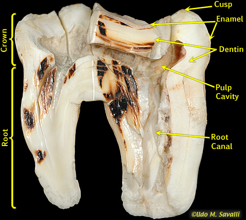 Cut Tooth labelled