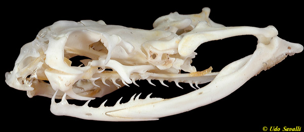 death adder skull plain