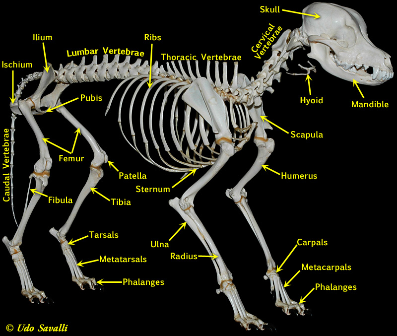 Dog Skeleton Labeled