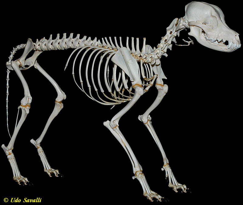 Dog Skeleton plain