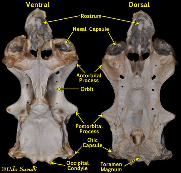 Shark cranium labeled