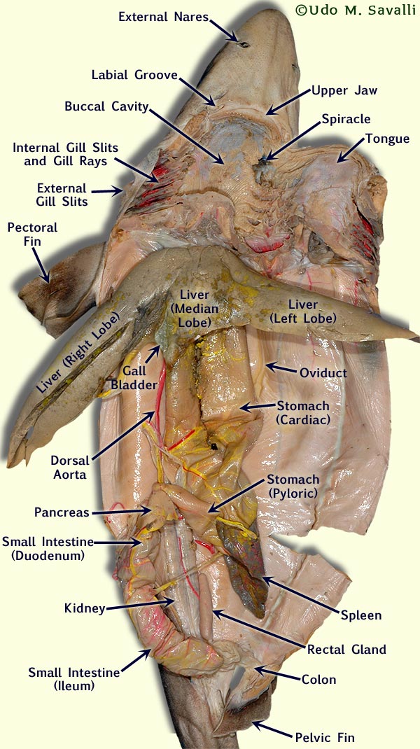 Labeled dissection of a shark (Squalus) Return to Unlabeled Shark