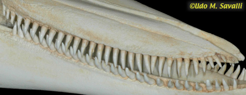 Dolphin Teeth