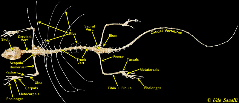 Draco Skeleton labeled