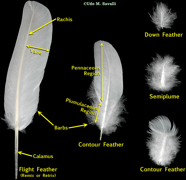 Feathers labeled