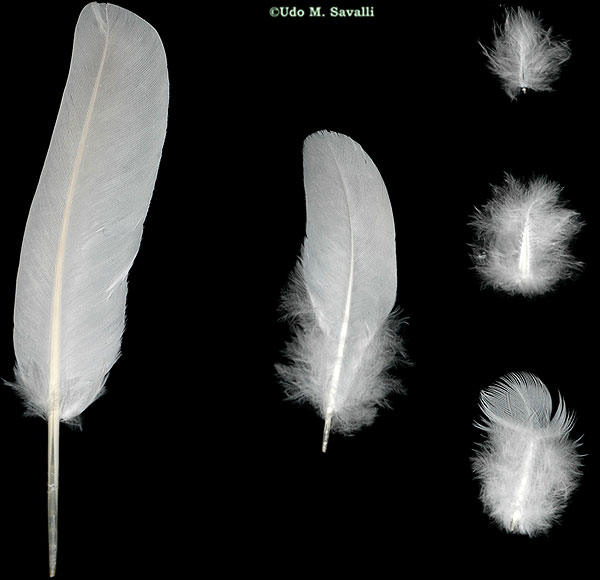 Feathers plain