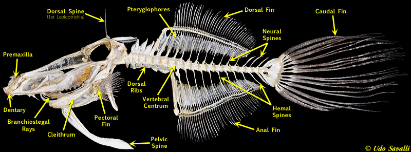 Filefish skeleton