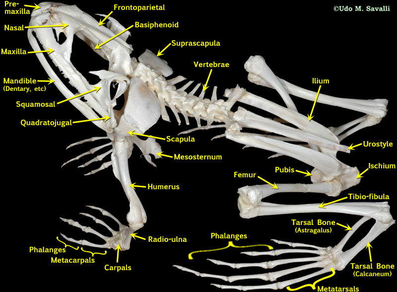 frog skeletal