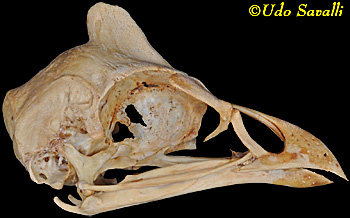 Guineafowl Skull