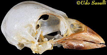 House Sparrow Skull