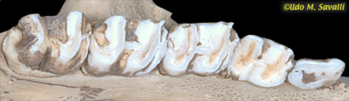 Kangaroo Teeth