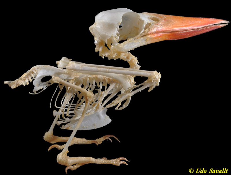 Kingfisher Skeleton plain
