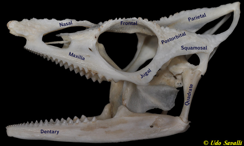 lizard skeleton diagram