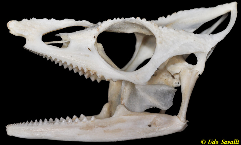 Meller Chameleon skull labeled