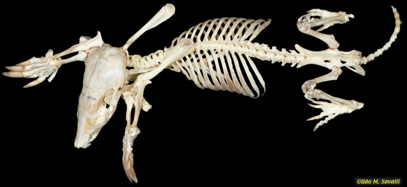Mole Skeleton plain
