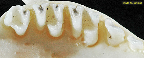 Mole Teeth