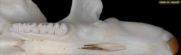 Muskrat Teeth plain