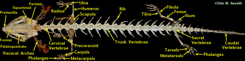 Necturus Skeleton plain