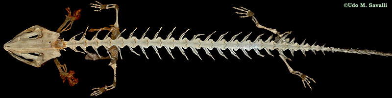 Necturus Skeleton plain